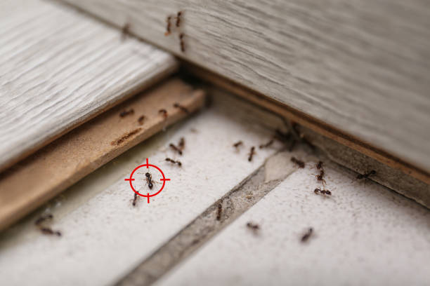 Best Pest Control Near Me  in Tulare, CA