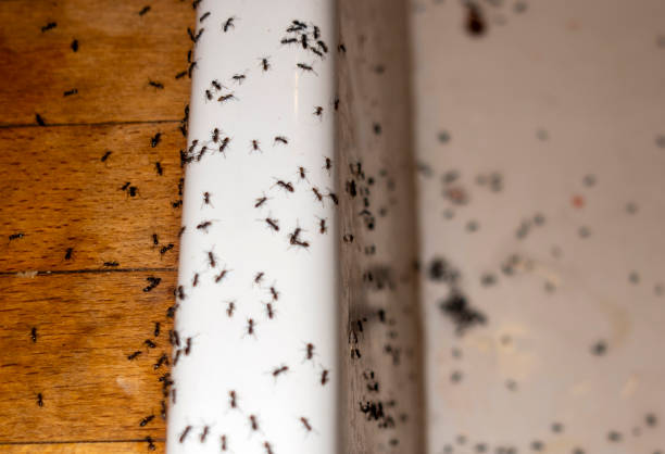 Best Affordable Pest Control Services  in Tulare, CA