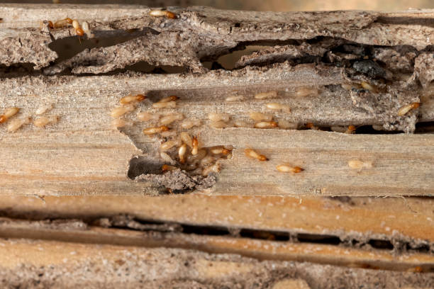 Pest Control Cost in Tulare, CA
