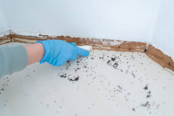 Best Affordable Pest Control Services  in Tulare, CA